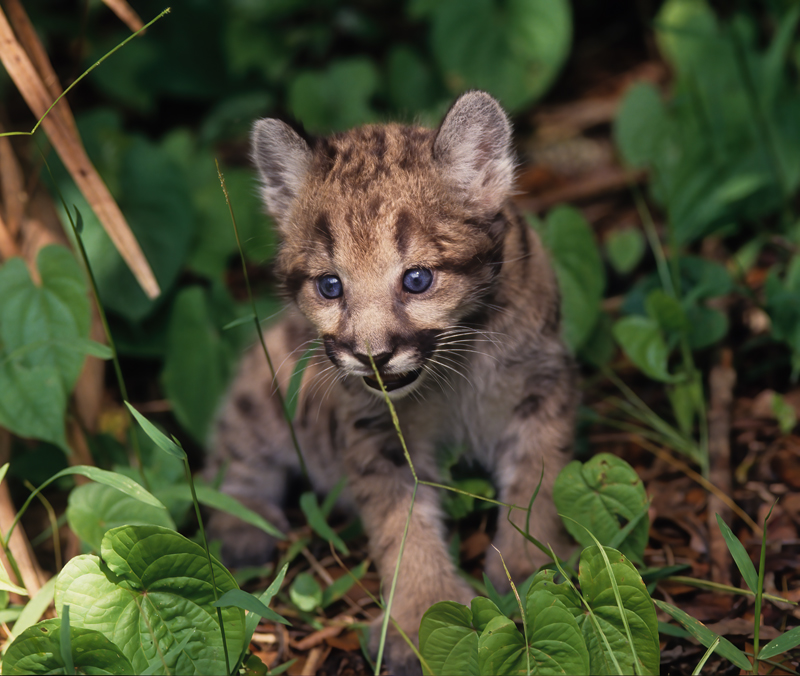 Mountain_Lion_94_FL_010