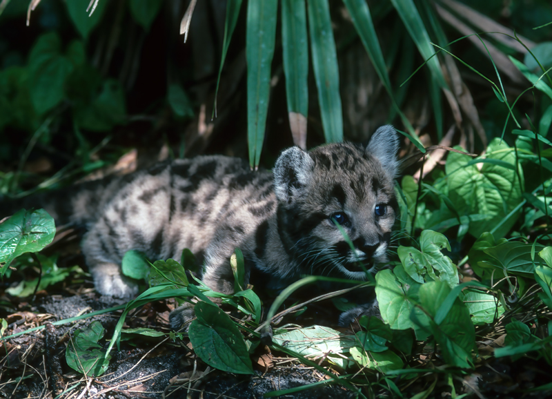 Mountain_Lion_94_FL_011