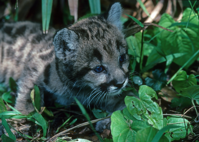 Mountain_Lion_94_FL_012