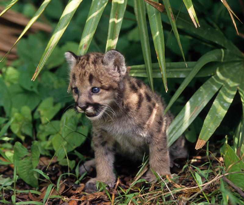 Mountain_Lion_94_FL_014