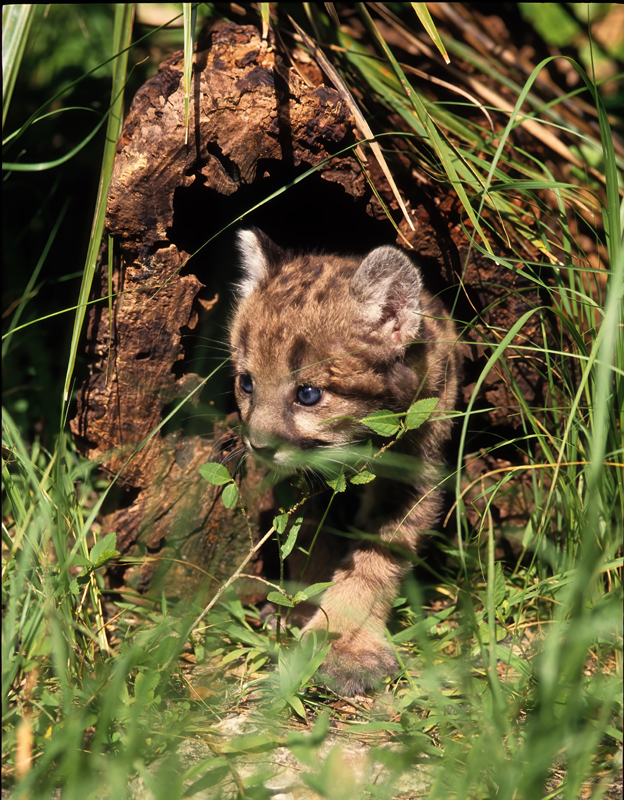 Mountain_Lion_94_FL_017