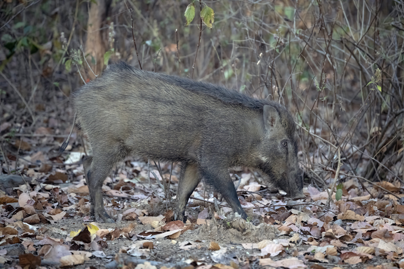 Moupin_Pig_25_India_003