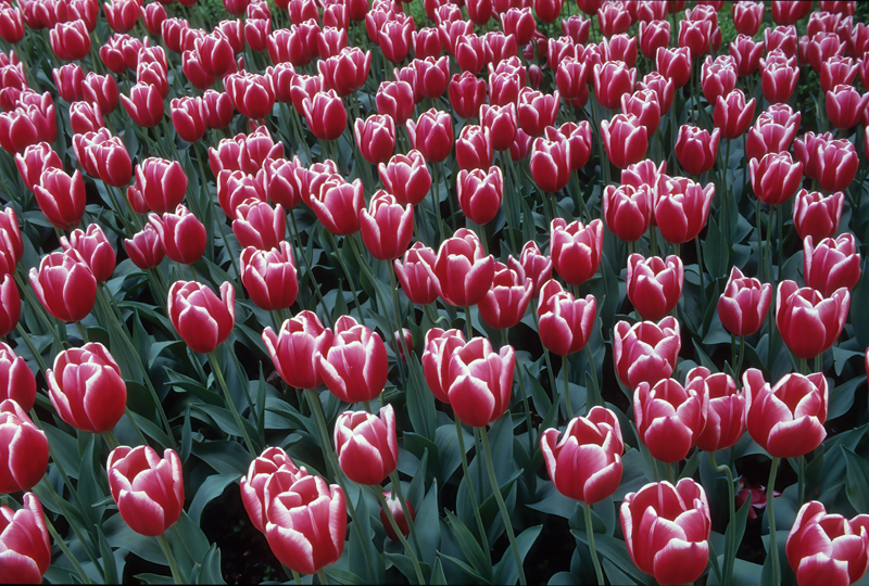 Netherlands_90_002