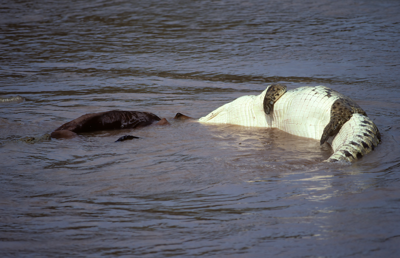 Nile_Crocodile_90_Kenya_009