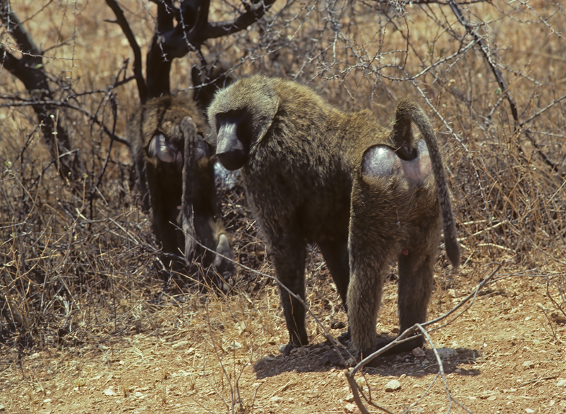 Olive_Baboon_90_Kenya_005