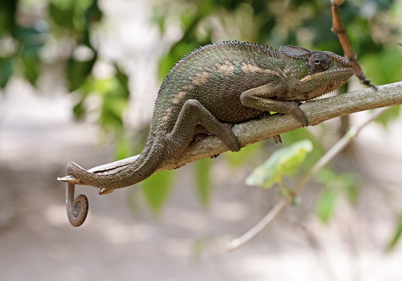 Panther_Chameleon_24_Madagascar_044