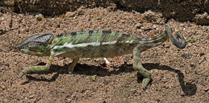 Panther_Chameleon_24_Madagascar_107