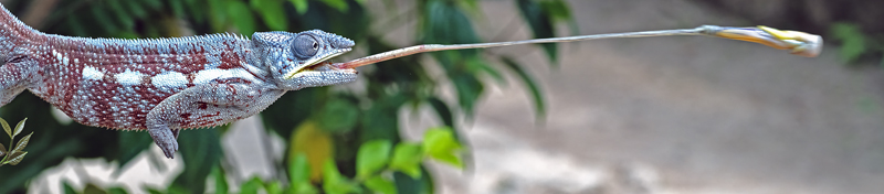 Panther_Chameleon_24_Madagascar_337