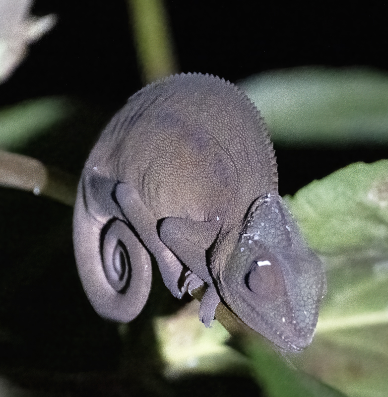 Panther_Chameleon_24_Madagascar_400