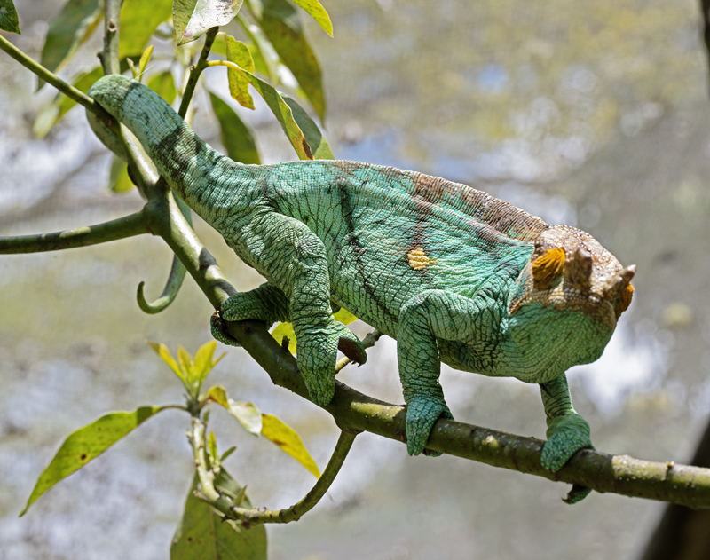 Parsons_Chameleon_24_Madagascar_031