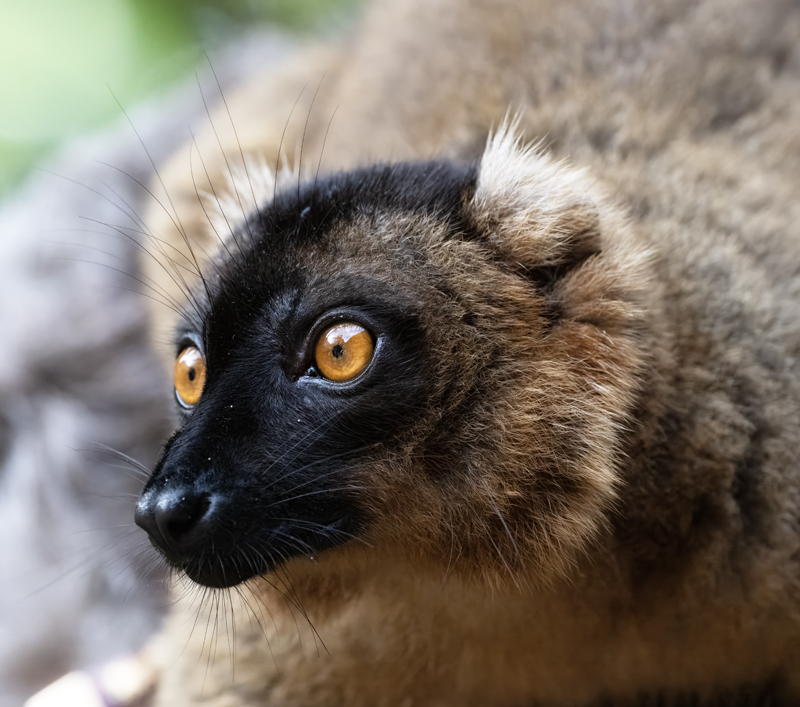 Red-collared_Brown_Lemur_24_Madagascar_003