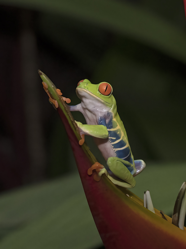 Red-eyed_Tree_Frog_18_Costa_Rica_017