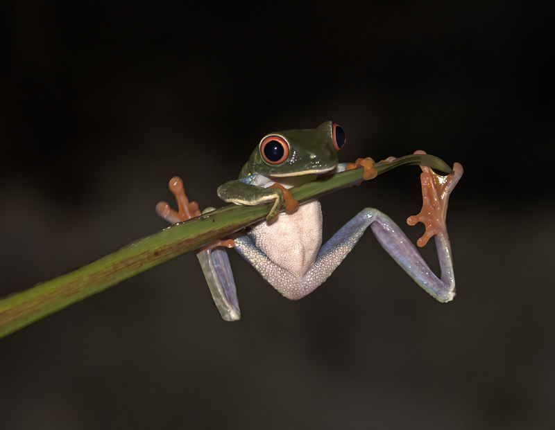 Red-eyed_Tree_Frog_18_Costa_Rica_073