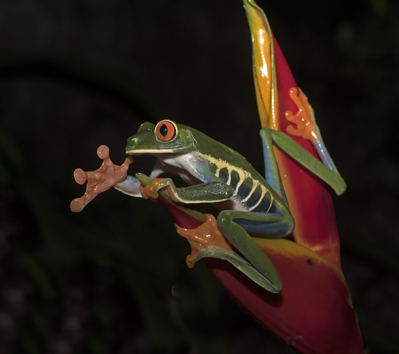 Red-eyed_Tree_Frog_18_Costa_Rica_099
