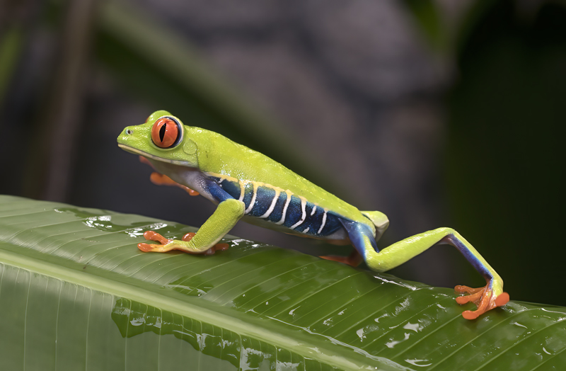 Red-eyed_Tree_Frog_18_Costa_Rica_124