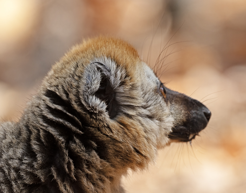 Red-fronted_Brown_Lemur_24_Madagascar_028