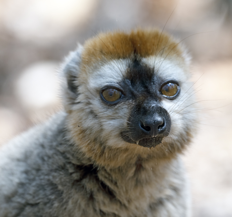 Red-fronted_Brown_Lemur_24_Madagascar_032