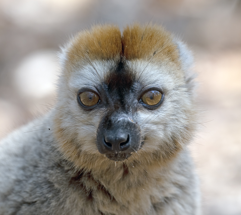 Red-fronted_Brown_Lemur_24_Madagascar_033