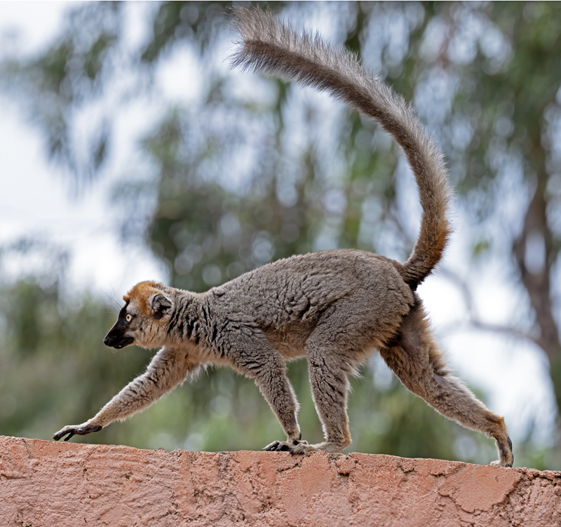Red-fronted_Brown_Lemur_24_Madagascar_042