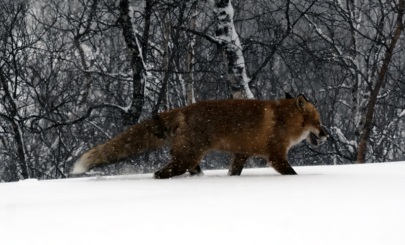 Red_Fox_23_Norway_019