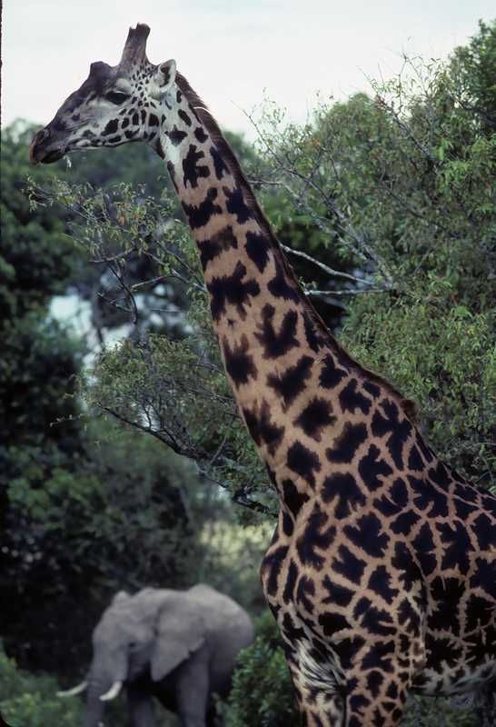 Reticulated_Giraffe_90_Kenya_002