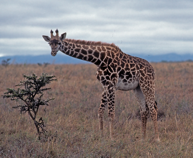 Reticulated_Giraffe_90_Kenya_003