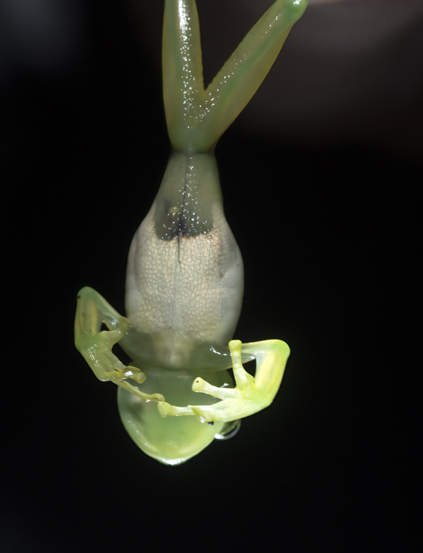 Reticulated_Glass_Frog_18_Costa_Rica_019