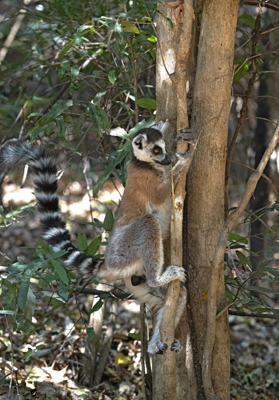 Ring-tailed_Lemur_24_Madagascar_055