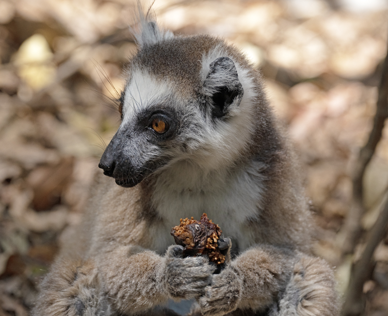 Ring-tailed_Lemur_24_Madagascar_070