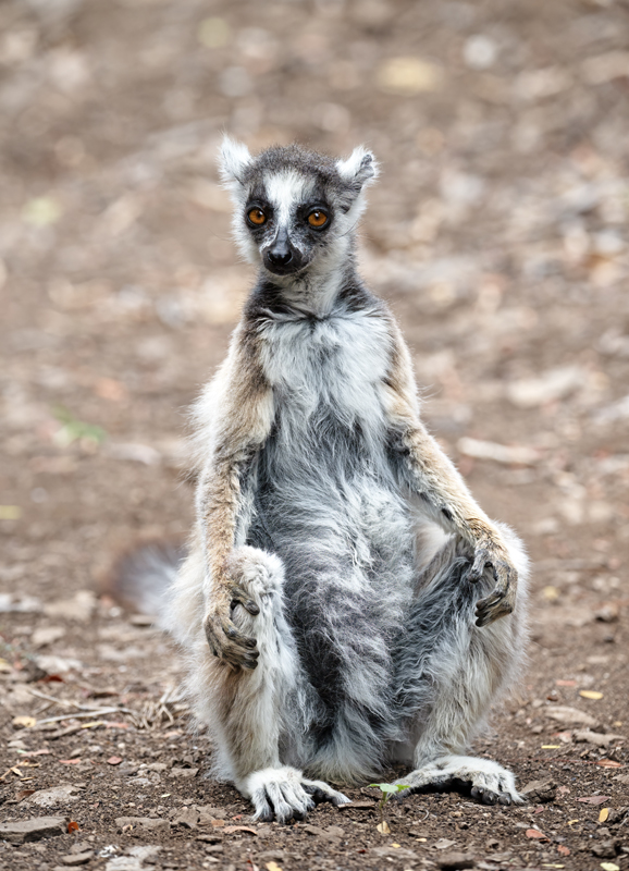 Ring-tailed_Lemur_24_Madagascar_091