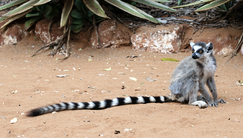 Ring-tailed_Lemur_24_Madagascar_105