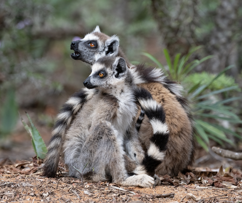 Ring-tailed_Lemur_24_Madagascar_118