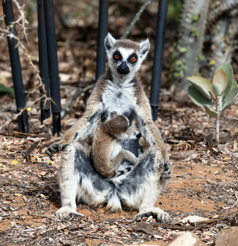 Ring-tailed_Lemur_24_Madagascar_121