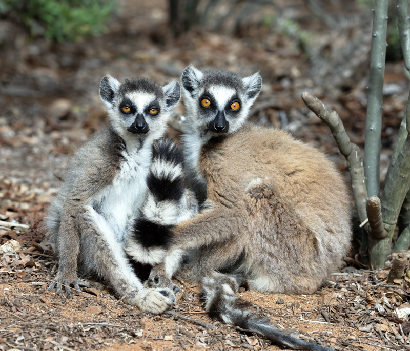 Ring-tailed_Lemur_24_Madagascar_129