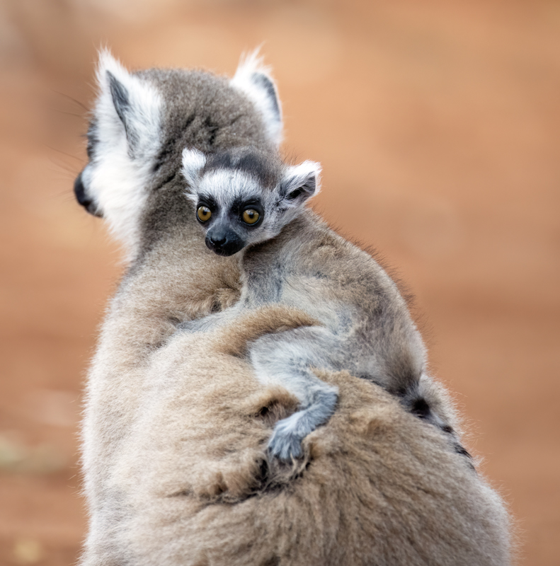 Ring-tailed_Lemur_24_Madagascar_159