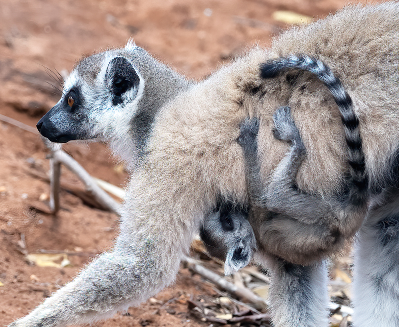 Ring-tailed_Lemur_24_Madagascar_183