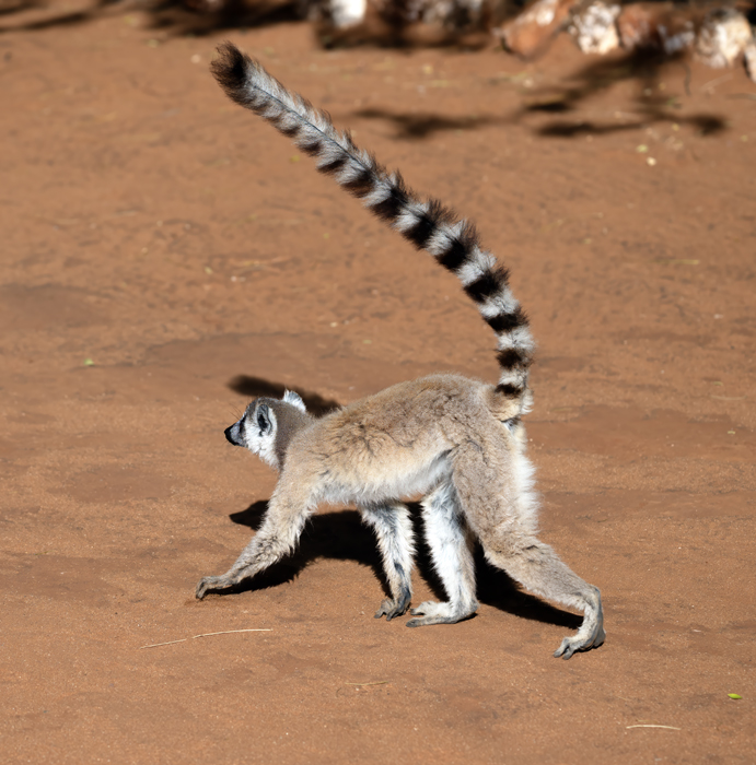Ring-tailed_Lemur_24_Madagascar_434