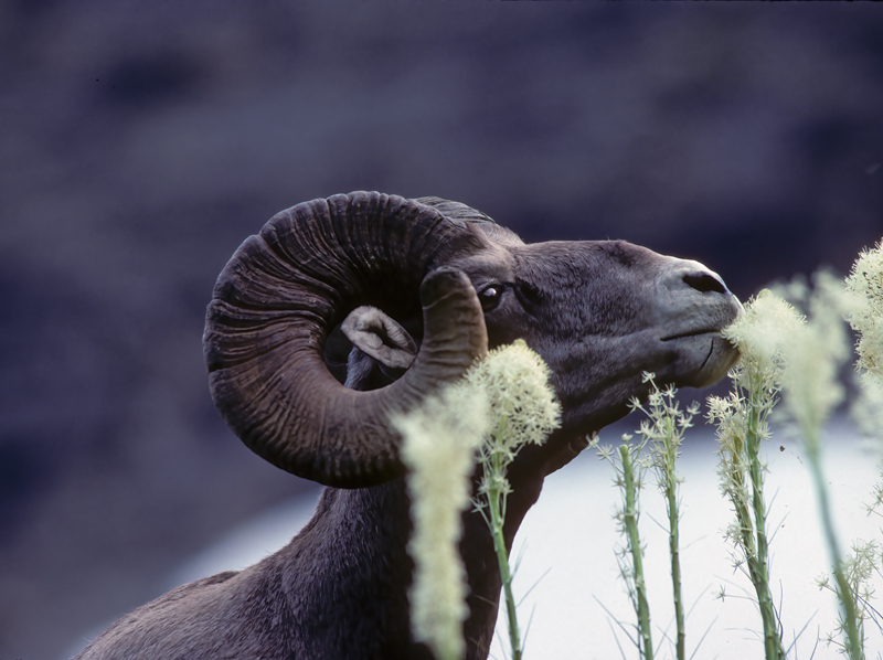 Rocky_Mountain_Bighorn_Sheep_89_MT_005