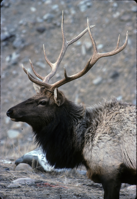 Rocky_Mountain_Elk_98_WY_002