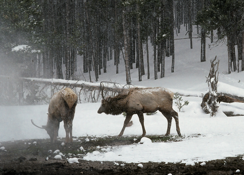 Rocky_Mountain_Elk_98_WY_003