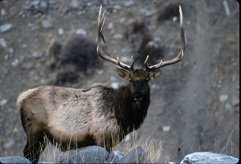 Rocky_Mountain_Elk_98_WY_004