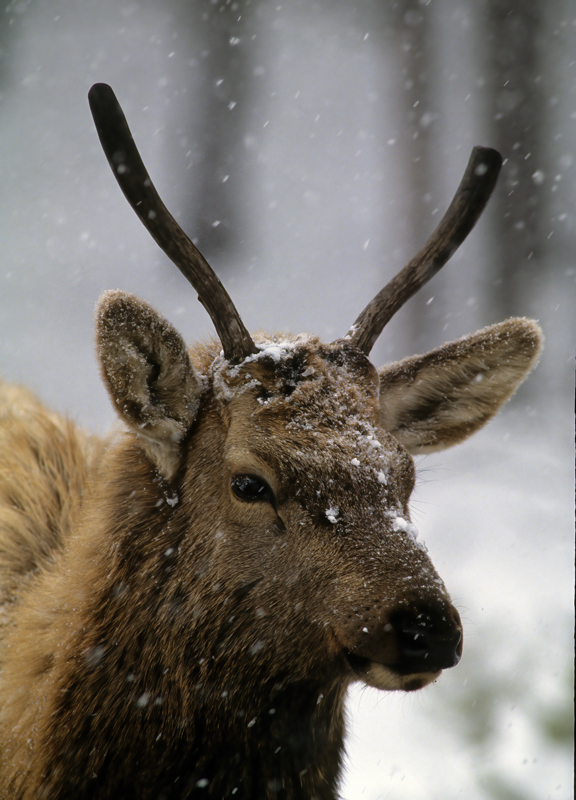 Rocky_Mountain_Elk_98_WY_007