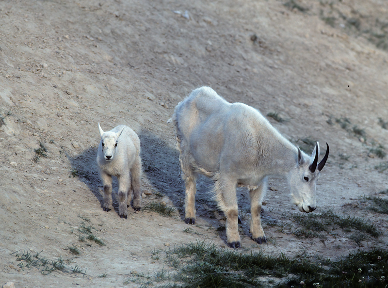 Rocky_Mountain_Goat_89_BC_Canada_005