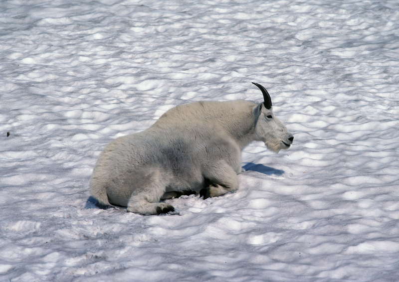 Rocky_Mountain_Goat_89_MT_008