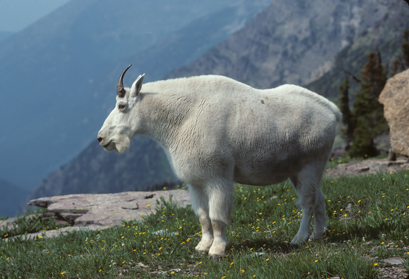 Rocky_Mountain_Goat_89_MT_009
