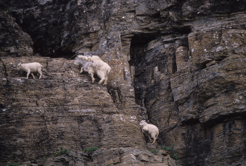 Rocky_Mountain_Goat_89_MT_013