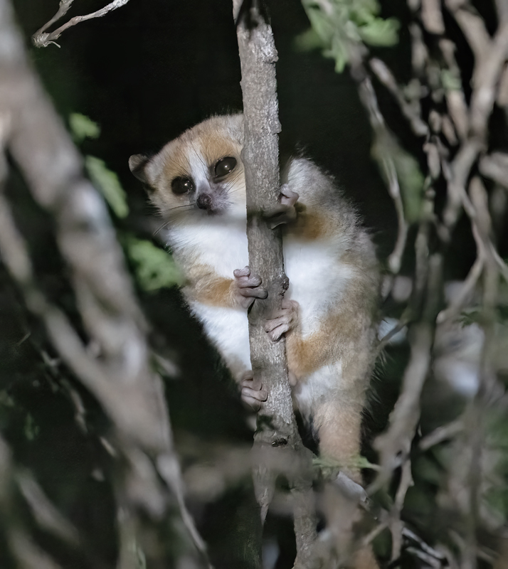Rufous_Mouse_Lemur_24_Madagascar_019