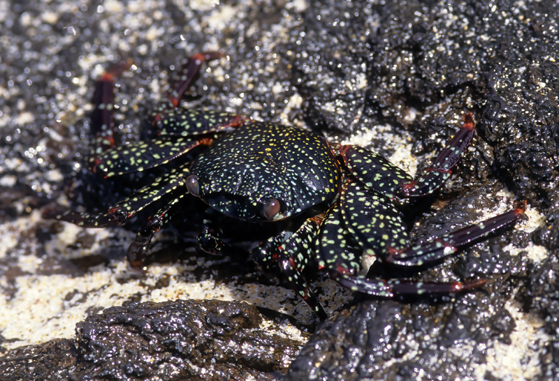 Sally_Lightfoot_Crab_97_Galapagos_002