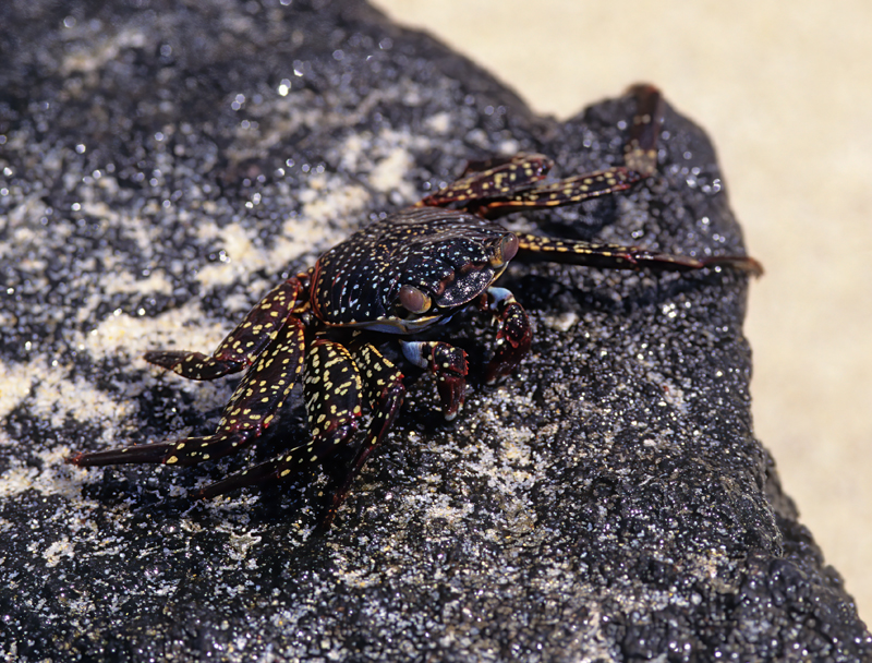 Sally_Lightfoot_Crab_97_Galapagos_003