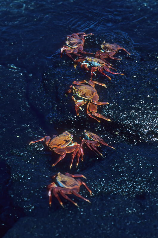 Sally_Lightfoot_Crab_97_Galapagos_004